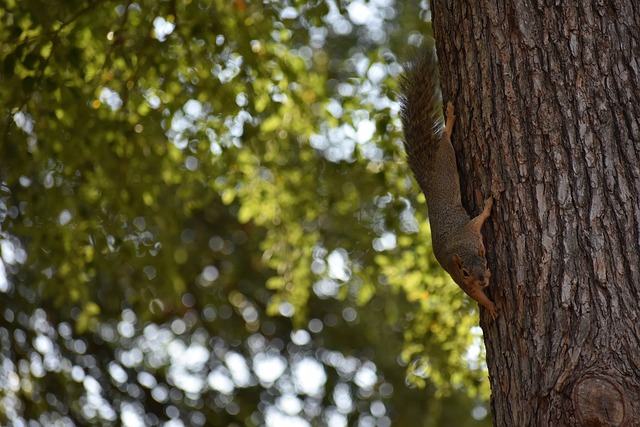 力的新星 力的新星